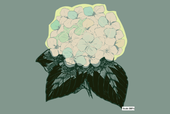 White Hydrangea Green Leaf Review
